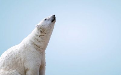 L’effetto orso bianco